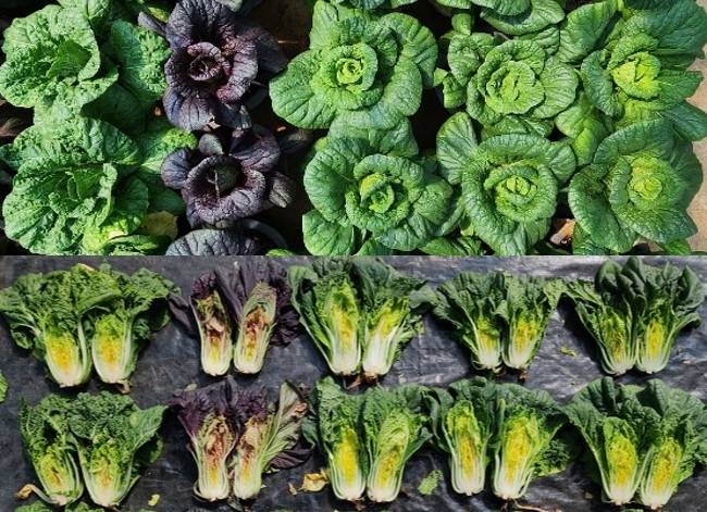 농진청이 개발한 '항산화 기능성' 배추 [농진청 제공. 재판매 및 DB 금지]