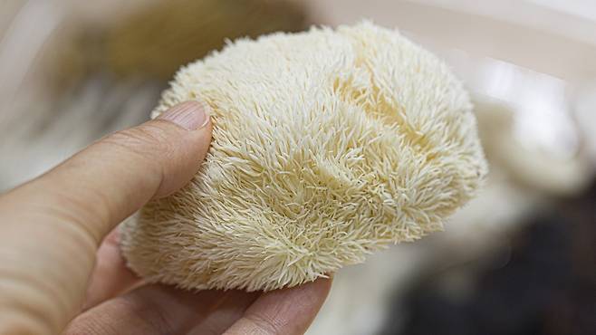 노루궁뎅이 버섯은 신경 성장 인자 생성을 자극해 인지 기능 개선에 도움 될 수 있다｜출처: 클립아트코리아