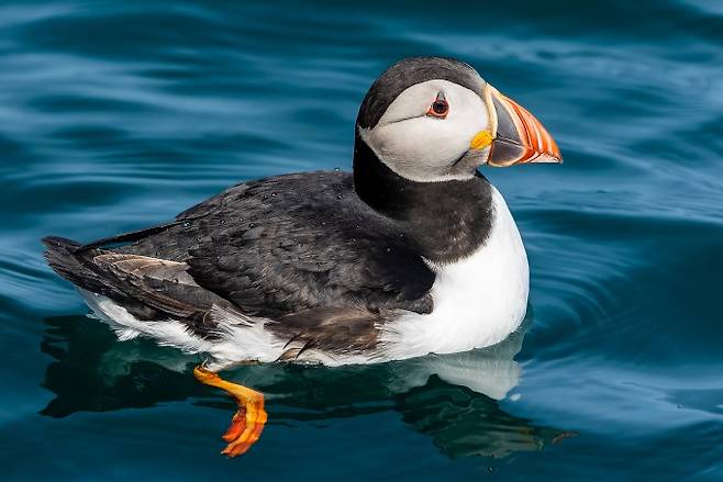 바닷새인 코뿔바다오리(대서양퍼핀, 학명 Fratercula arctica)가 수면에서 헤엄치고 있다. 바닷새는 고무와 단단한 플라스틱 섭취에 치명적인 것으로 나타났다. 게티이미지뱅크 제공
