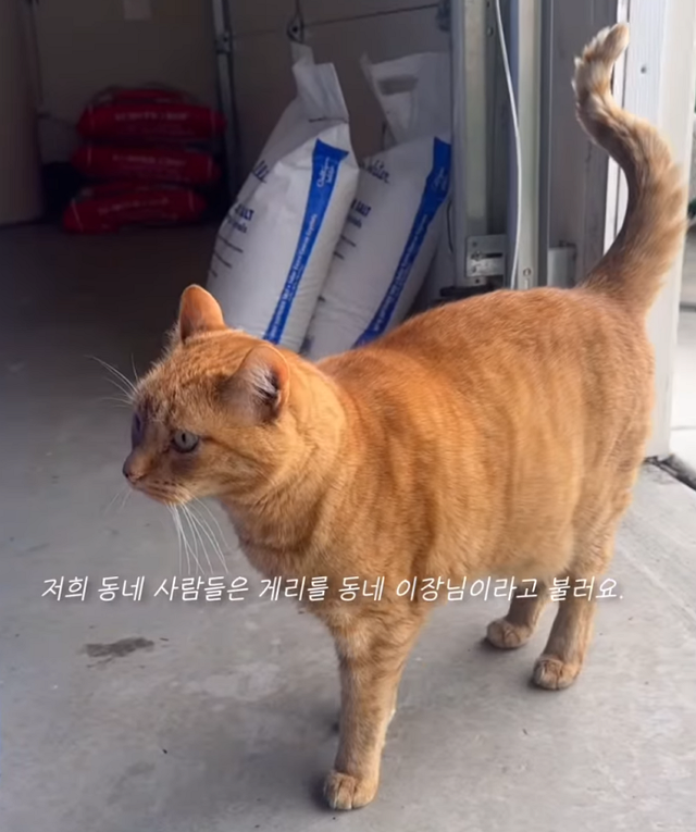 동네 이장님으로 불리는 이웃집 고양이 게리. 보호자 제공