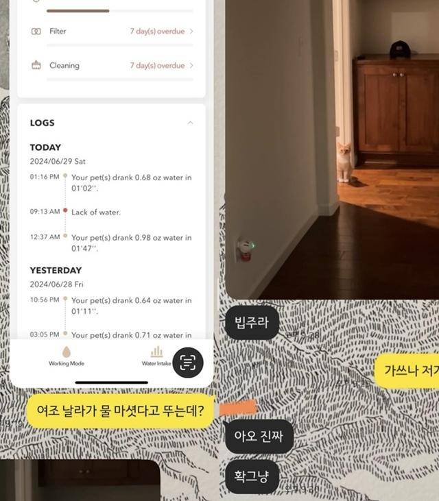 정수기 알람으로 날라의 가출 소동은 잘 마무리 됐습니다. 보호자 제공