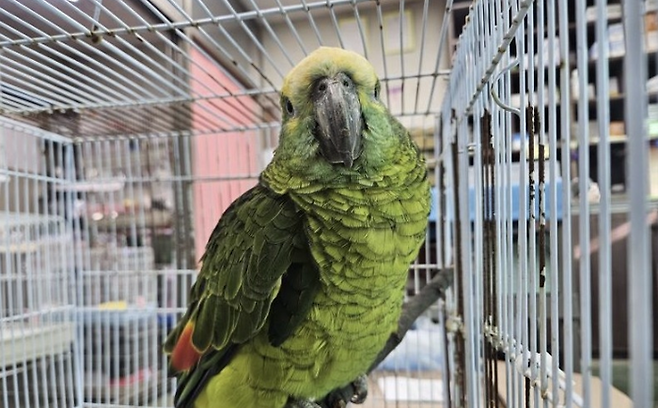 지난 16일 서울 영등포구 양평동에 있는 한 카페에서 구조된 앵무새 [한국동물구조관리협회]