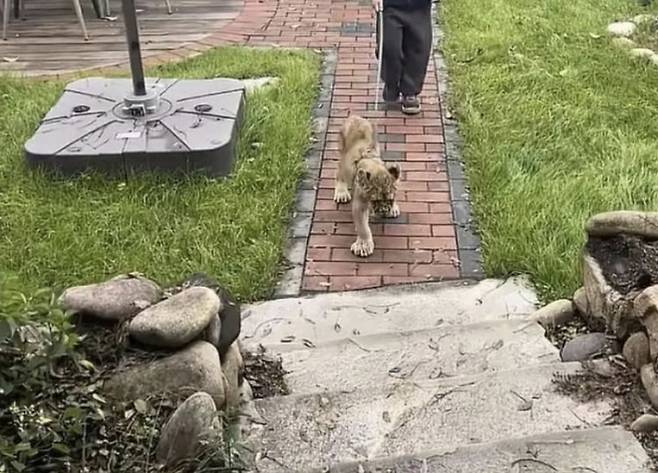 끈에 묶인 새끼 사자가 사육사와 함께 호텔 객실로 향하고 있다. 바이두