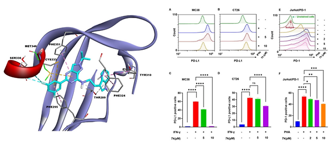 7K 화학구조식(왼쪽)과 암세포와 면역세포에서의 PD-L1/PD-1 발현 억제효과 이미지