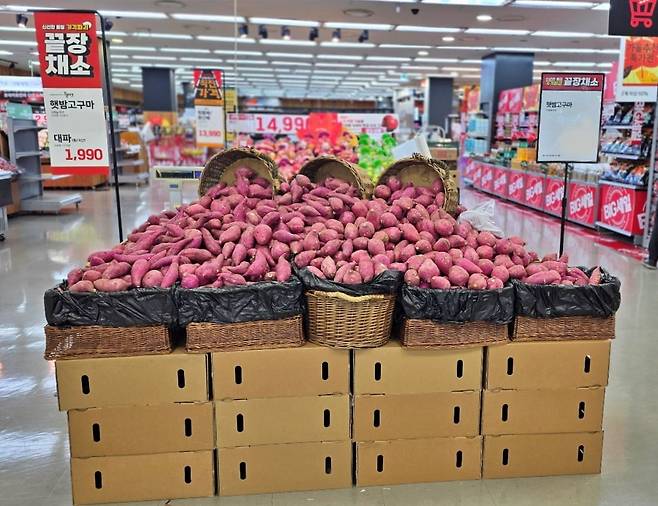 롯데마트 점포에 진열된 고구마 매대 전경 / 사진=롯데마트 제공