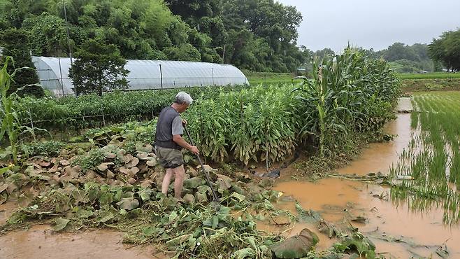 충남 서산 주민이 비가 그친 틈을 타 집으로 돌아와 논밭을 정리하고 있다.[연합]