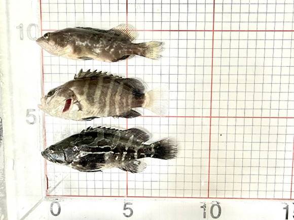 바라과 3종. 사진=제주해양수산연구원