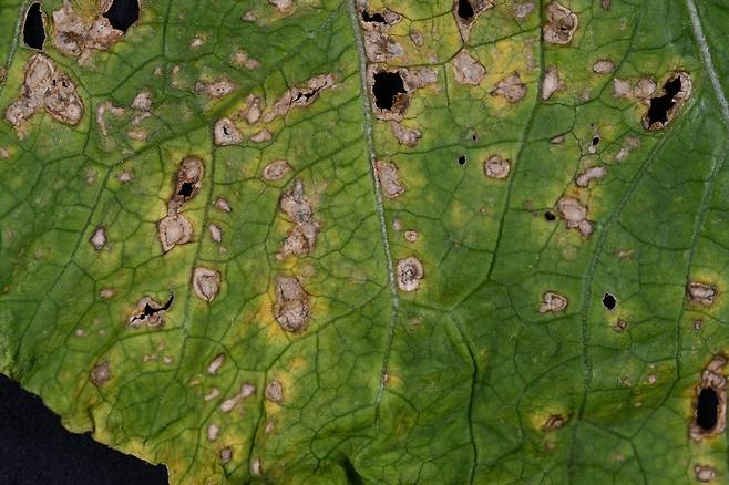 배추 검은무늬병 [충남도 제공. 재판매 및 DB 금지]