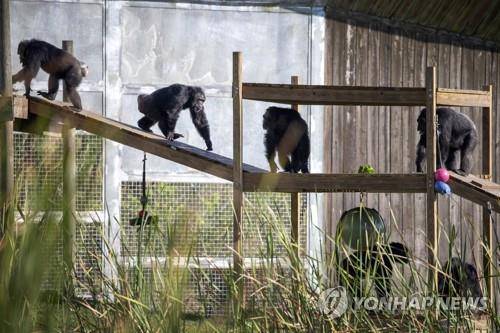미국 플로리다주 포트피어스 침팬지 보호구역의 침팬지들 기사 내용과 직접 관련 없음. [EPA 연합뉴스 자료사진. 재판매 및 DB 금지]