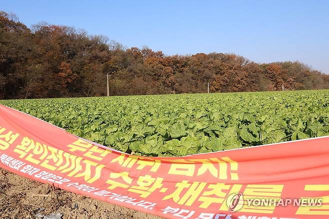 이랜드패션 물류센터 화재로 피해 본 인근 배추밭 (천안=연합뉴스) 강수환 기자 = 19일 오전 충남 천안시 동남구 풍세면 풍세산업단지 내 이랜드패션 물류센터 인근 배추밭이 화재로 날아든 분진으로 피해를 봤다. 사진은 피해 배추밭. 지난 15일 오전 6시 8분께 이랜드패션 물류센터에서 불이 나 60시간 만인 17일 오후 6시 11분께 완전 진화됐다. 2025.11.19 swan@yna.co.kr