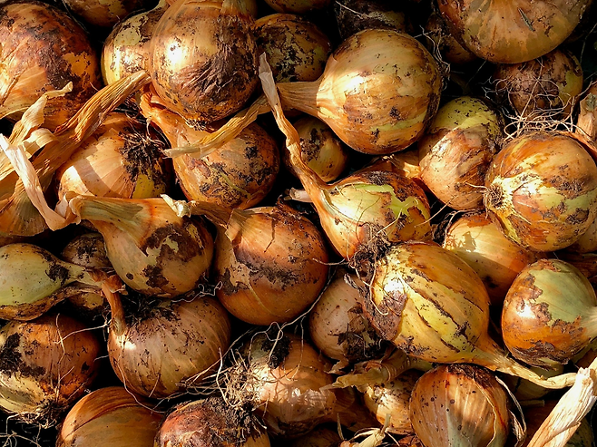 신선도를 꼭 확인해야 하는 양파 무더기 모습