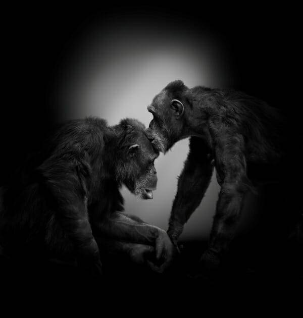 인류 최초의 키스가 지금으로부터 2천만 년 전 시작됐다는 연구 결과가 나왔다. 기사 내용과 직접 관련 없음. (사진=클립아트코리아)