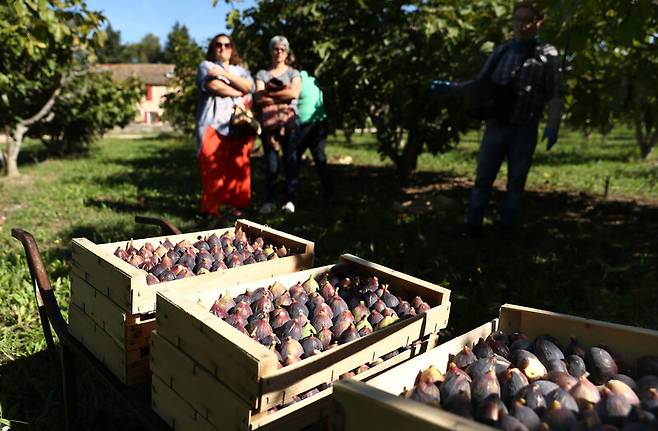 ‘도멘 라 코레’ 농장 주인이 자랑스럽게 내보인 무화과 상자들. 박미향 기자