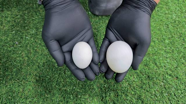 ‘콜덕’ 알(왼쪽)과 일반 오리알 크기 비교.