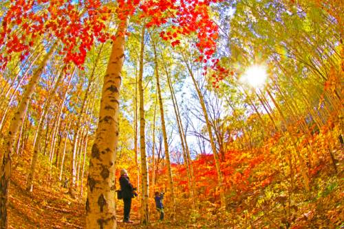 형형색색의 단풍이 자작나무와 어우러진 가을의 인제 자작나무숲.