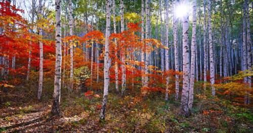 형형색색의 단풍이 자작나무와 어우러진 가을의 인제 자작나무숲.