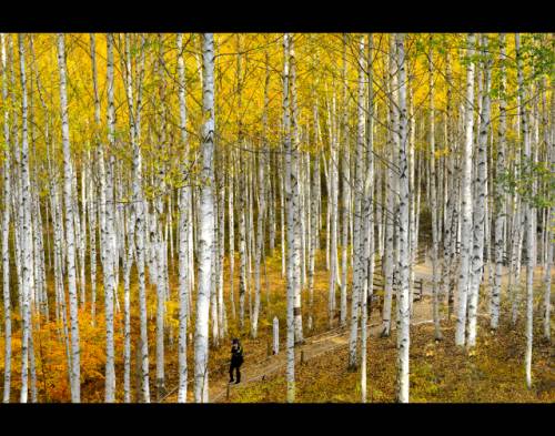 인제 원대리 자작나무숲