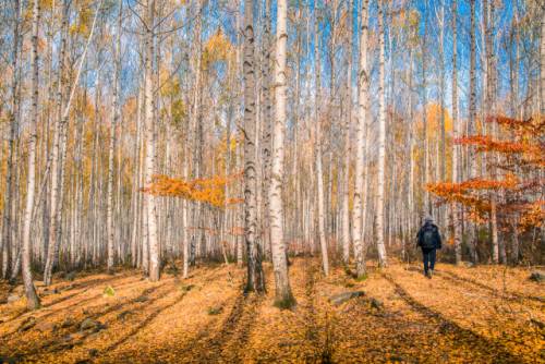 인제 원대리 자작나무숲