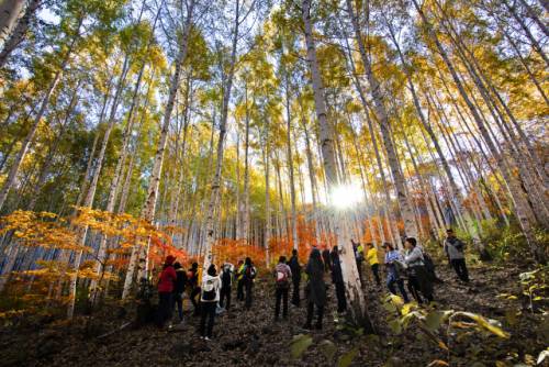인제 원대리 자작나무숲을 찾은 단체 관광객들