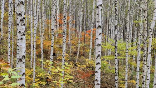 인제 원대리 자작나무숲