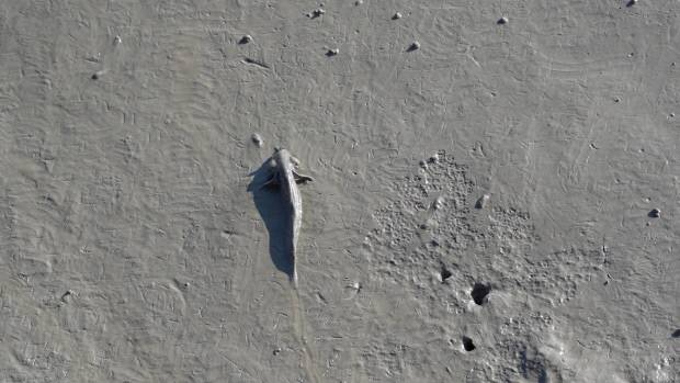 짱뚱어 다리 밑 갯벌의 짱뚱어.