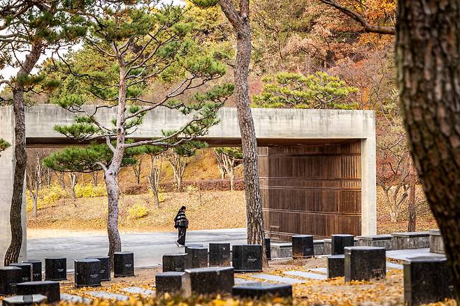 소나무 아래 낙엽이 소복하게 깔린 '남양성모성지'. / 이신영 영상미디어 기자