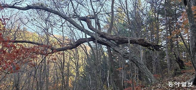 나무들의 ‘치열한 공존’. 포천=김선미 기자 kimsunmi@donga.com