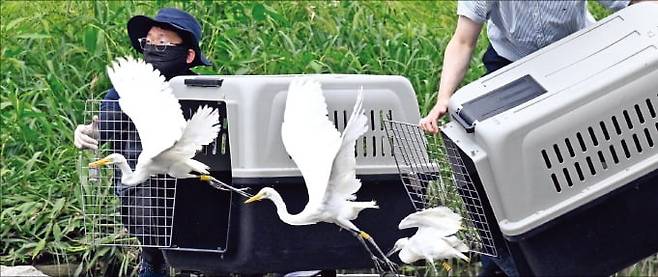 야생동물구조관리센터 관계자들이 지난 8월 ﻿벌목 과정에서 번식지를 잃은 백로 35마리를 대전천에서 자연 방생하고 있다.  /뉴스1