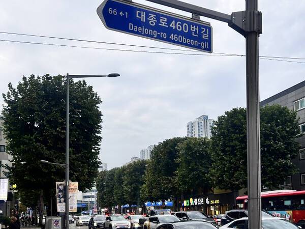 대전광역시 중구 대종로에 일렬로 늘어선 정육면체 모양 가로수들. 이예원 인턴기자