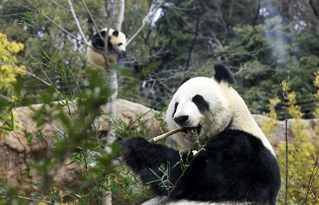 나무를 타고 있는 레이레이(왼쪽)와 대나무를 먹고 있는 엄마 신신.&nbsp; 아사히신문 캡처