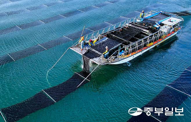 20일 오전 화성시 궁평항 인근 김 양식장에서 어민들이 김을 수확하고 있다. 임채운기자