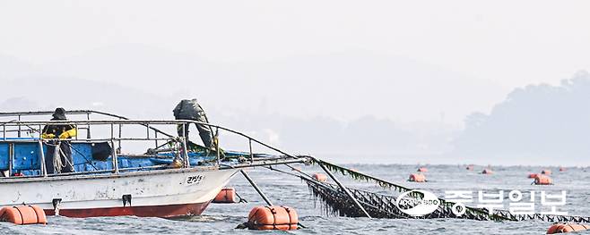 20일 오전 화성시 궁평항 인근 김 양식장에서 어민들이 김을 수확하고 있다. 임채운기자