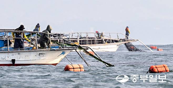 20일 오전 화성시 궁평항 인근 김 양식장에서 어민들이 김을 수확하고 있다. 임채운기자