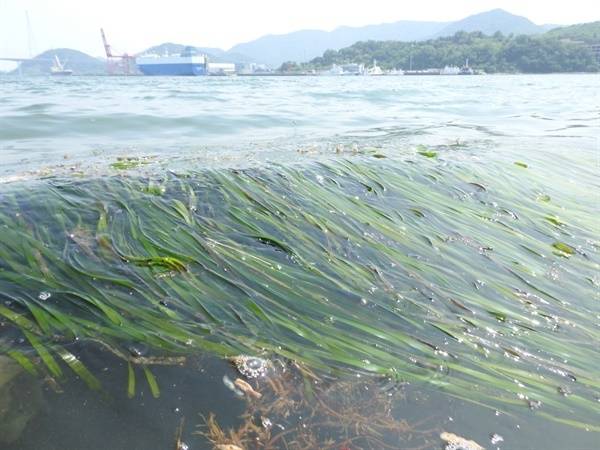 2005년 연안오염총량관리제 도입 후 수질이 다소 향상돼 2020년 6월 마산만 돝섬에서 발견된 해양보호생물 잘피./경남신문DB/