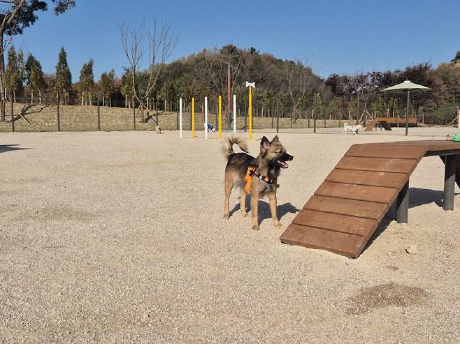 홍성군은 은하면 대천리에 반려동물 놀이터를 25일부터 개장한다.