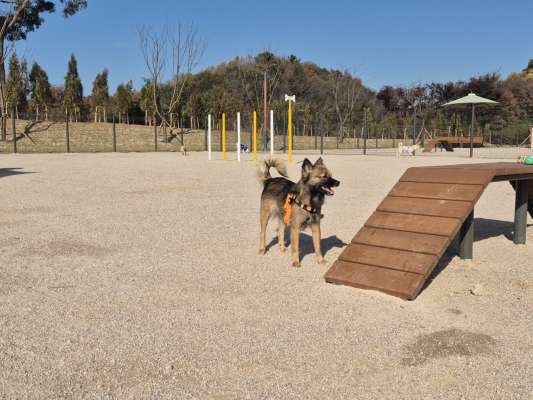 홍성군, 반려동물 놀이터 개장