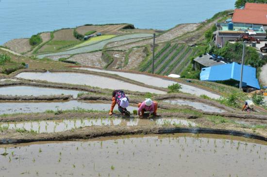 남해 가천다랭이마을 모내기 전경.