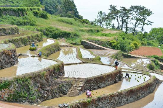 가천다랭이마을 모내기