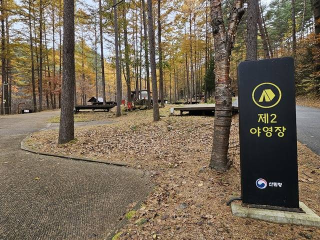 청옥산자연휴양림 제2야영장 모습. 키 큰 낙엽송이 울창한 숲길 사이로 나무 데크와 캠핑장이 정돈돼 있어 고요한 힐링 분위기가 느껴진다. 석포면 제공