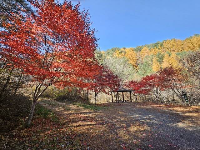 붉게 물든 단풍나무가 강렬한 색으로 가을을 채우는 칠성암 인근 풍경. 석포면 제공
