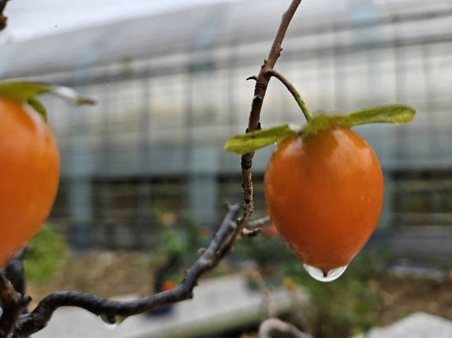 전국 산발적 눈비… 낮 최고 15도 따뜻 [내일날씨] = 화요일인 내일(25일) 날씨는 전국이 대체로 흐리겠다. 아침 최저기온은 3~11℃, 낮 최고기온은 9~15℃가 되겠다.늦은 새벽부터 중부지방(강원동해안 제외)과 전라권, 제주도, 오전부터 경상권, 낮부터 강원동해안에 비가 내리는 곳이 있겠고, 오후에 대부분 그치겠으나, 전북동부와 강원산지.동해안, 경북북동산지, 경북북부동해안은 밤까지 이어지는 곳이 있겠다. 미세먼지 농도는 전국 대부분 지역에서 ‘나쁨’ 수준을 보이겠다. ⓒbnt뉴스 오늘날씨, 내일날씨, 주간날씨 예보