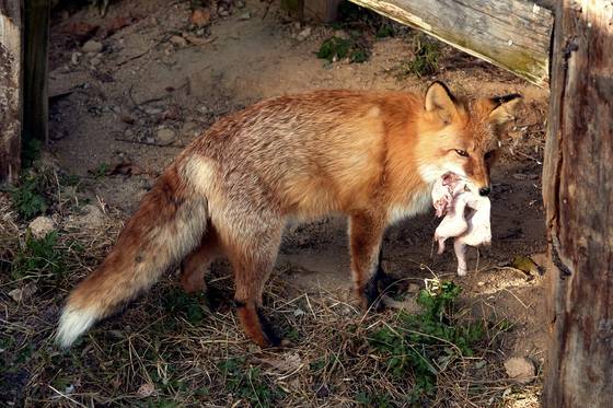 여우를 실제로 관찰할 수 있는 여우생태관찰원의 생태학습장에서는 잡식성 동물인 여우를 위해 다양한 먹이를 제공한다.