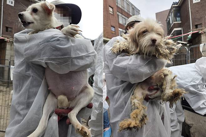 만삭 상태로 구조된 개(왼쪽)와 누더기 털옷을 입고 있는 개 ⓒ 뉴스1 한송아 기자
