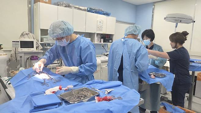 서울동물복지지원센터에서 구조견들의 중성화 수술이 진행되고 있다(서울시 제공). ⓒ 뉴스1