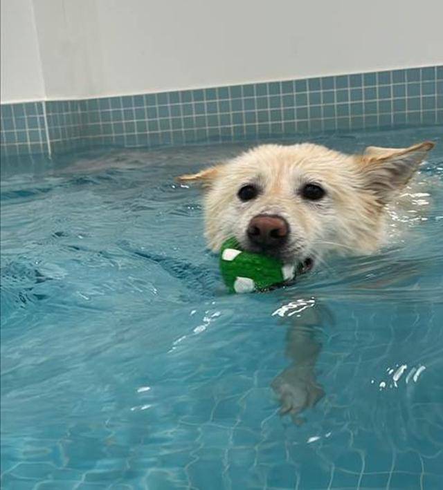 쭈니는 수영도 잘해요! 보호자 제공