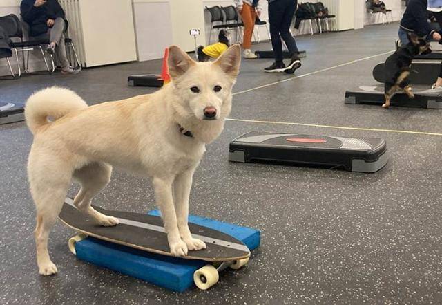 스케이트보드도 타는 쭈니입니다. 보호자 제공