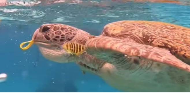 관광객이 건넨 고무밴드를 삼키고 있는 바다거북. [태국 매체 타이거]