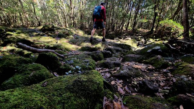 한라산 둘레길에서 만난 이끼계곡. 늘 적당한 습도가 유지돼야 이렇듯 완벽한 이끼 계곡이 형성될 수 있다고 한다. 김도훈 기자