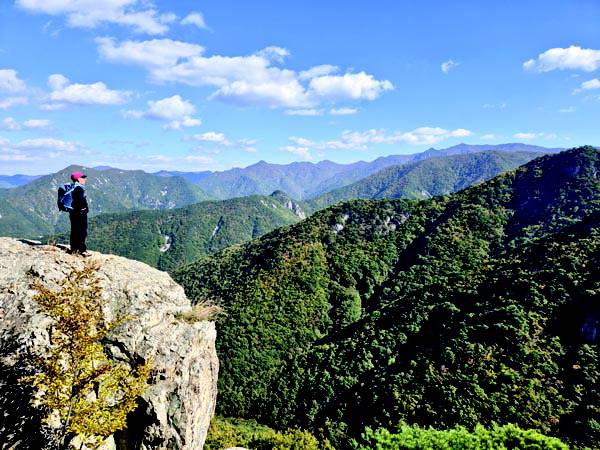 경북 청도군이 조성한 영남알프스 생태 탐방로에서는 삼지봉을 앞두고 가장 넓게 조망이 열리는 암반 전망대가 나온다. 오른쪽 멀리 가지산 정상에서 시계 반대 방향으로 북봉 상운산 쌍두봉 배넘이재 내원봉 등이 펼쳐지고 취재팀의 발아래 깊은 계곡인 이무기못안골 뒤로 흘러내린 능선 사이 천문지골, 학심이골, 심심이골 이 겹겹이 포개져 장관이다.