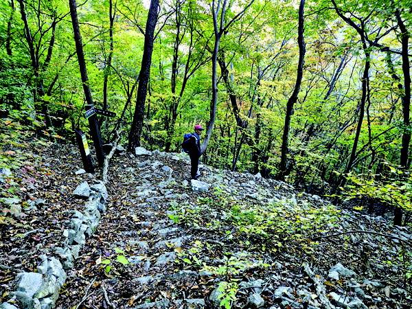 팔풍재에서 대비사로 내려가는 지그재그 산길.